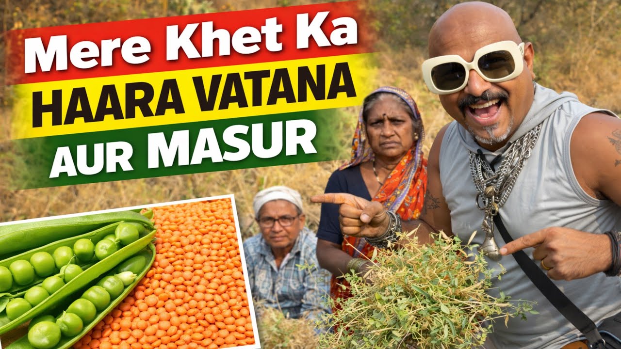 Mere Khet Ka Hara Vatana Aur Masoor 😍