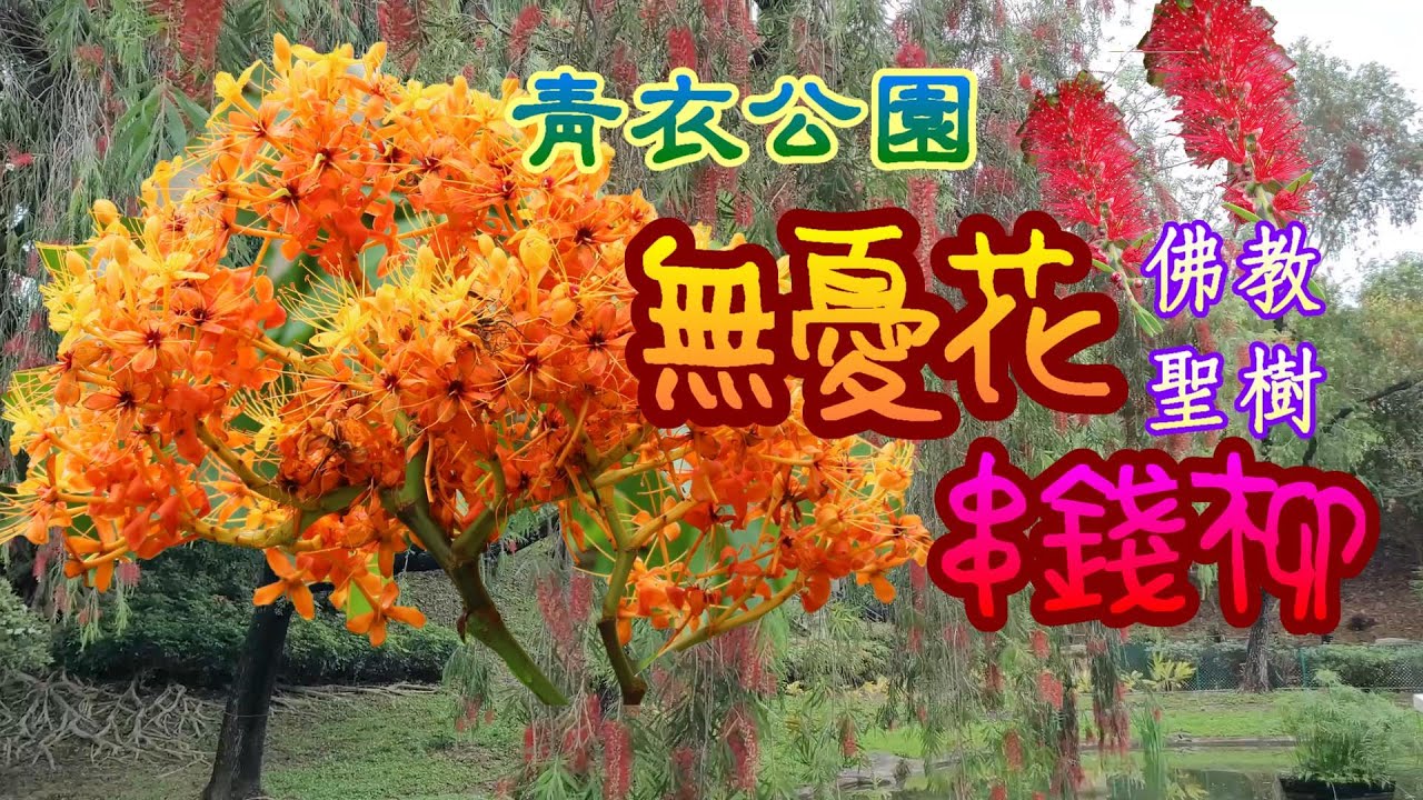 輕輕鬆鬆 賞花遊蹤 禾雀花 油麻藤 九龍仔公園 Birdwood S Mucuna Kowloon Tsai Park Youtube
