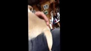 仔犬 生後49日 北海道犬とブリタニースパニエルのミックス犬 20131229 ⑤