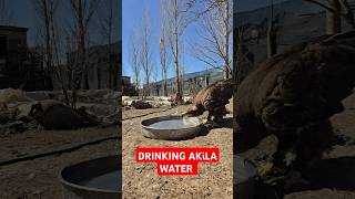 Muhteşem Aki̇la Su İçerken