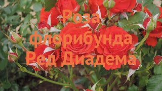 Роза флорибунда Ред Диадема 🌿 роза Ред Диадема обзор: как сажать саженцы розы Ред Диадема