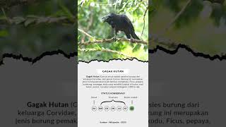 Gagak Hutan | Corvus Enca | Slender-billed Crow