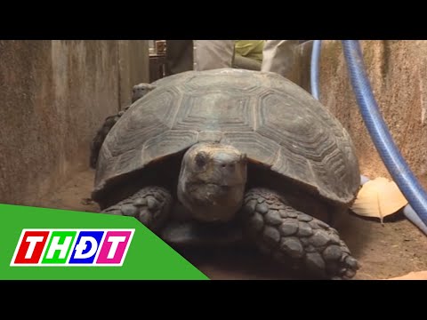 Video Bị khởi tố vì nuôi nhốt hơn 100 con rùa quý hiếm | THDT - youtube