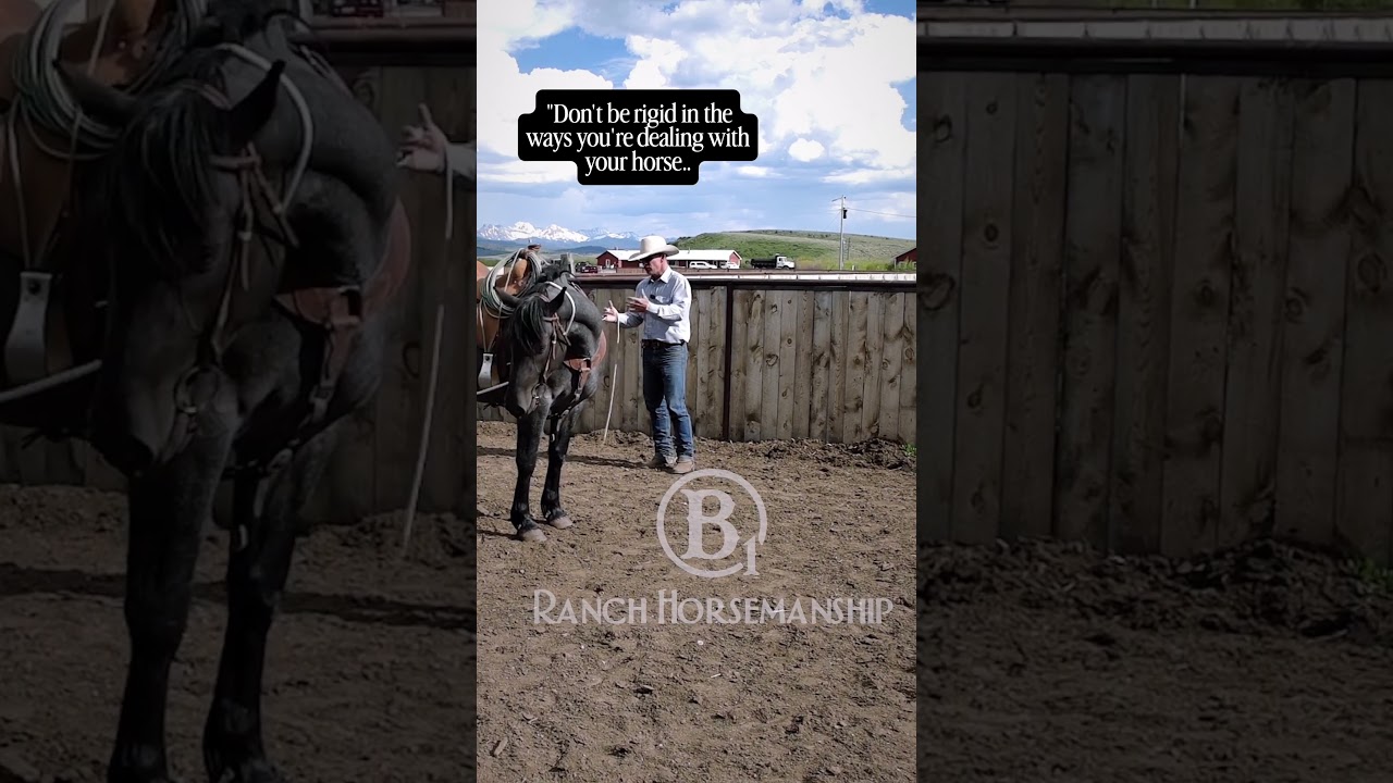 Don't be Riggid with a horse