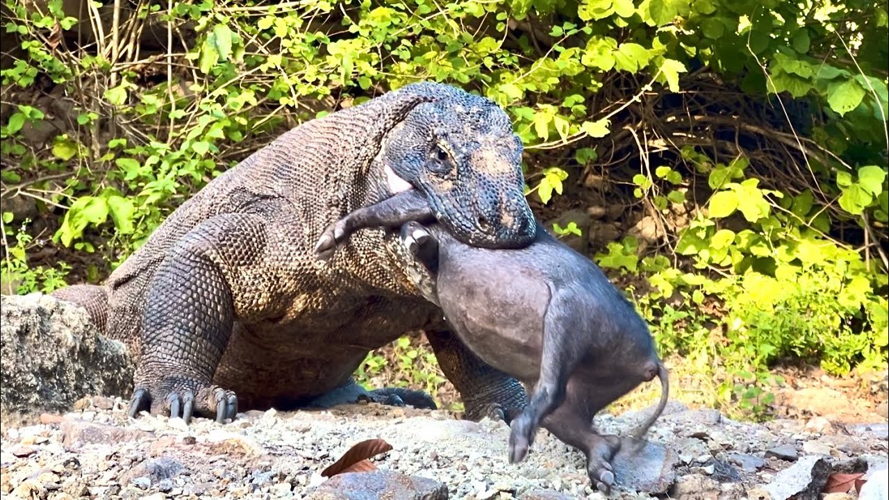 Viral Video of a Komodo dragon's terrifying bite on a ferocious wild boar