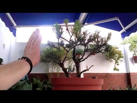 Video: Poda de pino Mugo - Aprende a podar un pino Mugo