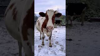 Корова хулиганка! #marya_max #деревенскаяжизнь #корова #доконца