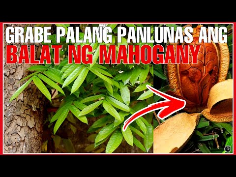 Video: Gaano kalaki ang mga puno ng mahogany?