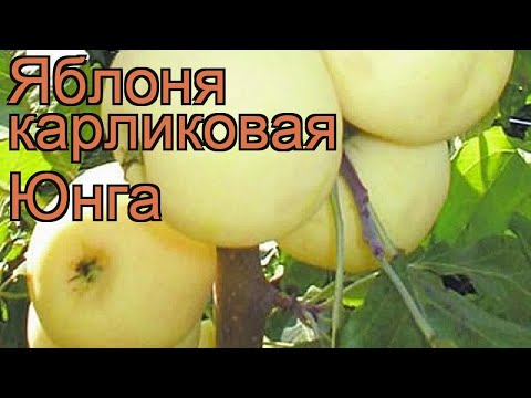 Яблоня Юнга Описание Фото Отзывы