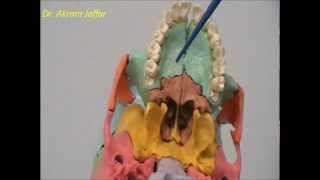 Osteology Of The Skull 11 Palatine Bone