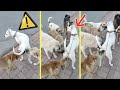 Un DOGO ENFRENTA a 6 PERROS ⚠️ y esta fue su REACCIÓN 🤯