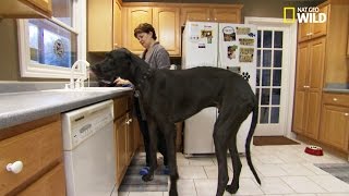 Le plus grand chien du monde - Les zarbis