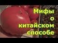 Мифы о китайском способе выращивания томатов