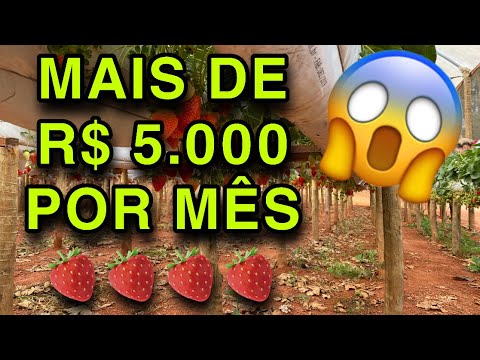 Vídeo: Como Ganhar Dinheiro Com Morangos