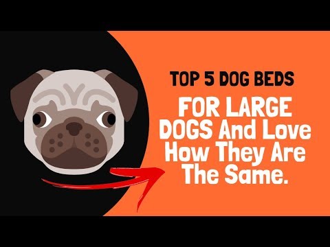 top-5-dog-beds-for-large-dogs-and-love---how-they-are-the-same