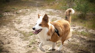 Can Border Collies be used in service work? by Border Collie USA No views 3 weeks ago 3 minutes, 51 seconds