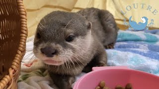 カワウソ４匹とおうちキャンプしたらカオスでした     Otter Camping Chaos!