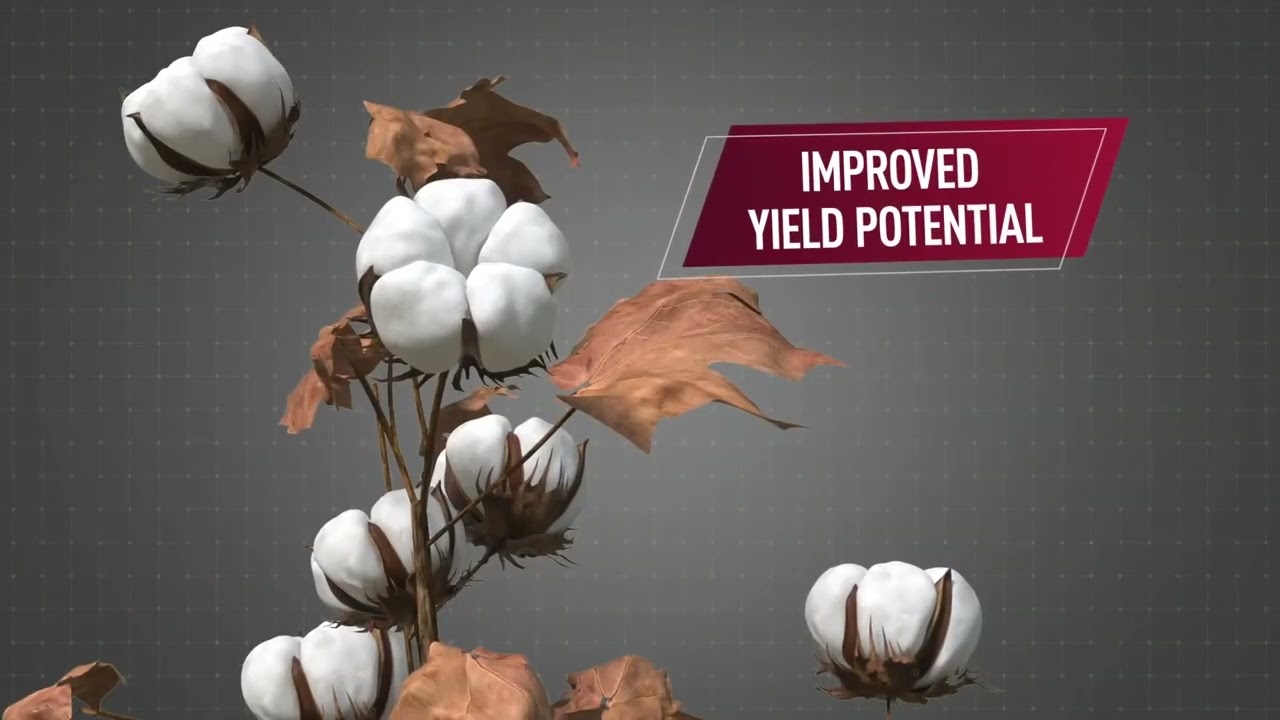 Bollgard® 3 ThryvOn® Cotton with XtendFlex® Technology