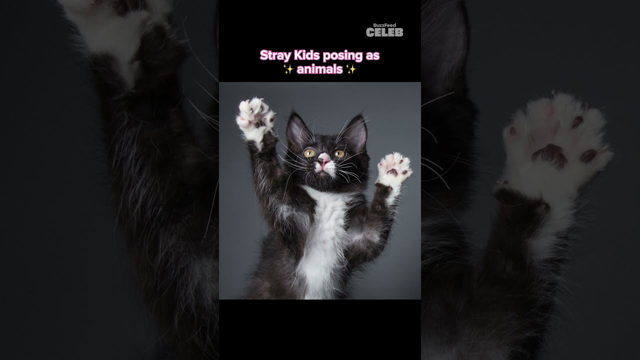 Stray Kids posing as animals 🥺