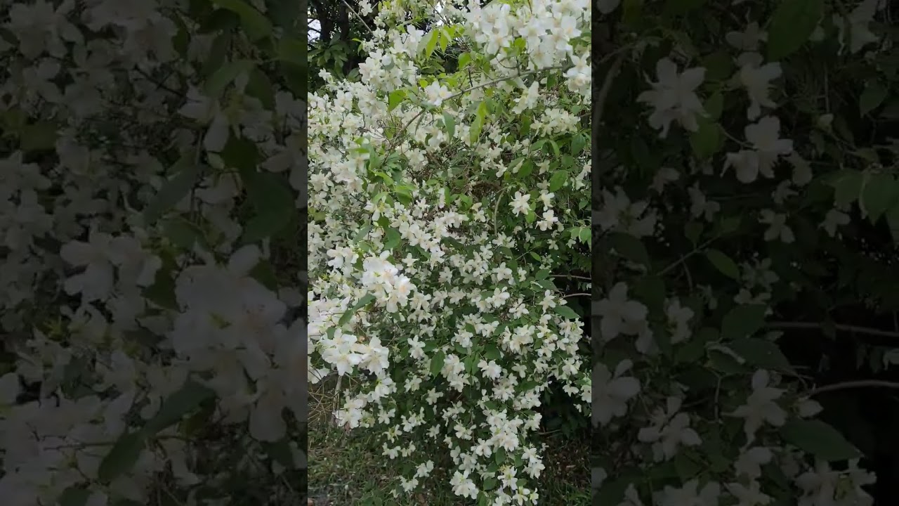 Чубушник часто называют жасмином!