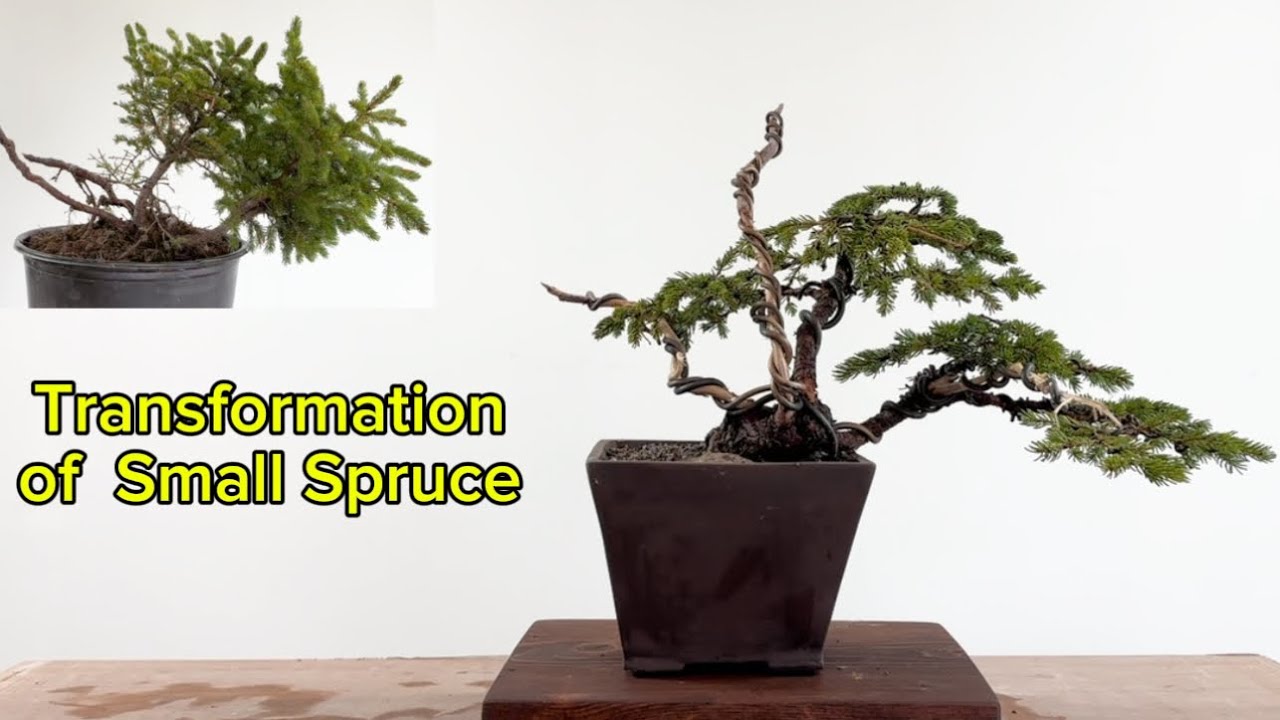 Create semi-cascade bonsai with a small spruce and homemade pot