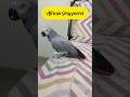 Raga Of Revenge #African Grey parrot #Bird #Pet #Shorts