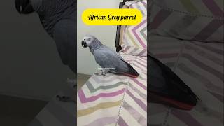 Raga Of Revenge #African Grey parrot #Bird #Pet #Shorts