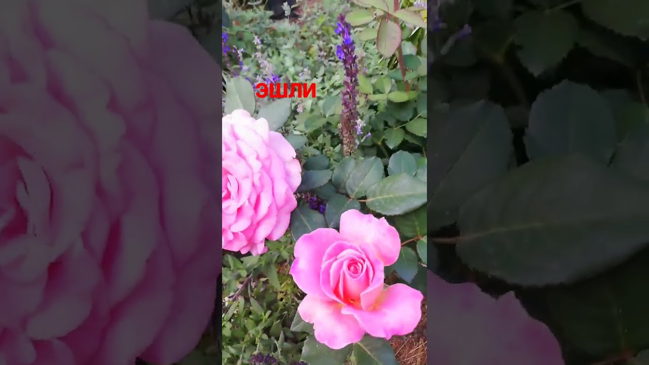 Купить Саженец Розы Эшли В Туле