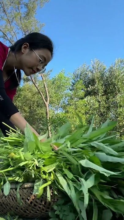 Harvesting Giant Water Spinach in the Countryside