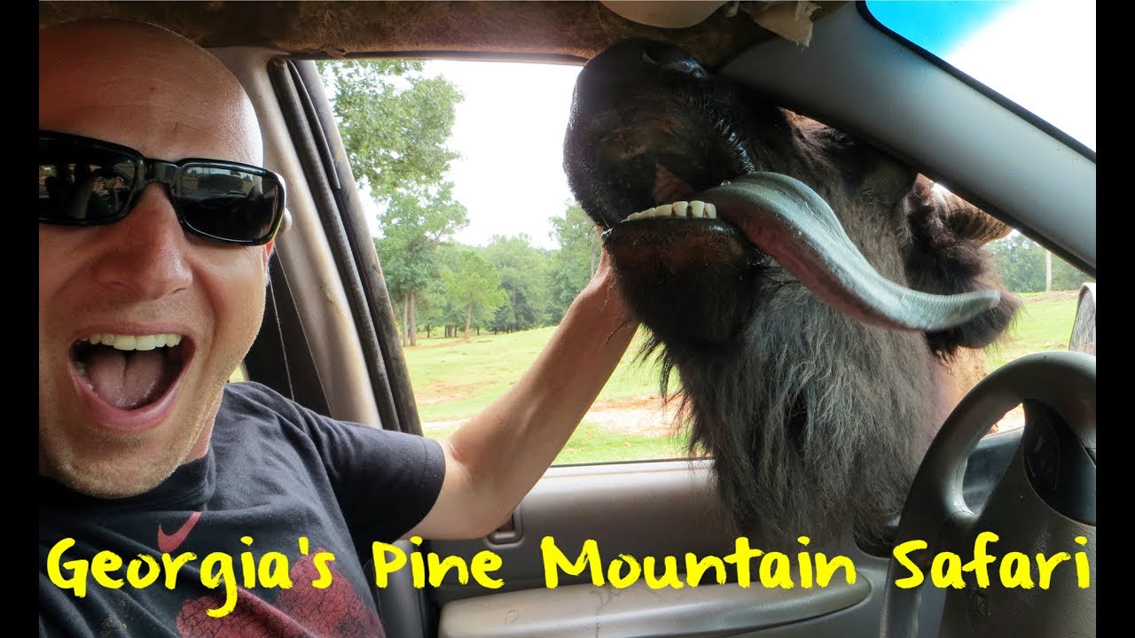 The Wild Animal Safari in Pine Mountain Georgia - YouTube