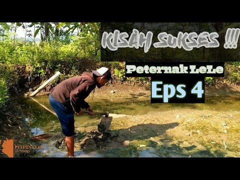 KISAH SUKSES Peternak Lele "EPS 4" - YouTube