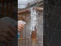 Instant Rust Removal Spray, Satisfying ASMR : #rust #spray #satisfying #asmr