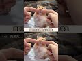 The Unofficial Guide to Hamster Rattles: Cutest Pet Fun