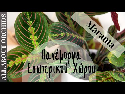 Βίντεο: Φυτά για Terrarium - Ποια φυτά αναπτύσσονται καλά σε ένα Terrarium