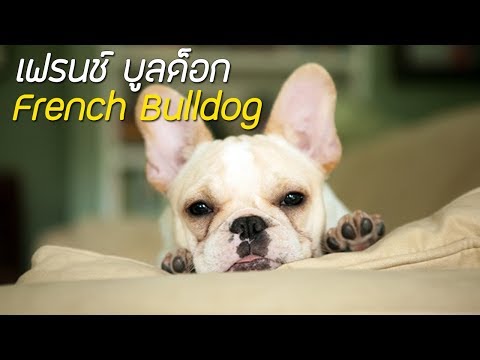 วีดีโอ: สุนัขของ Sergei Bezrukov: French Bulldog ชื่อ Polly