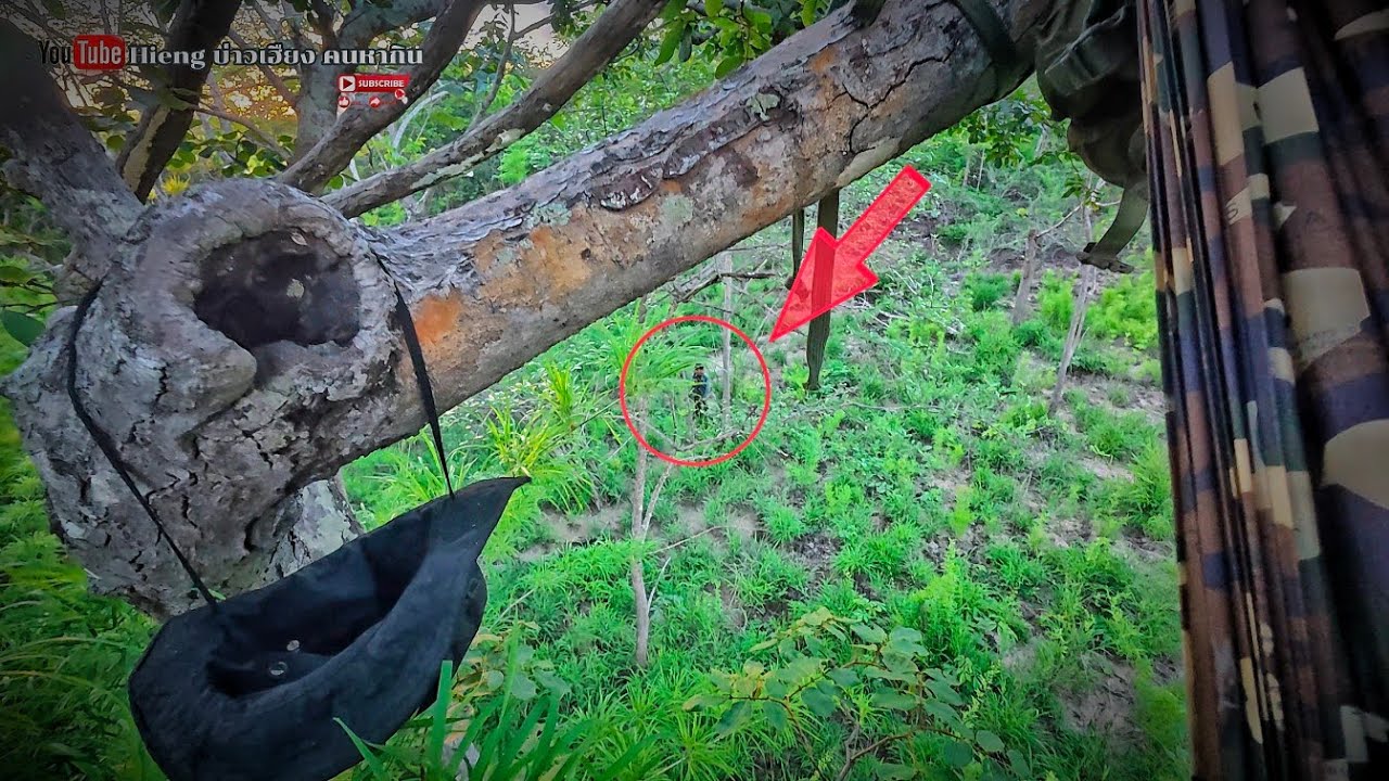 เกือบล้มบักทอกใหญ่(พรานกะปู😆) ເກືອບລົ້ມບັກທອກໃຫຍ່ Hieng บ่าวเฮียง คนหากิน