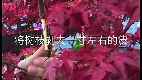 日本楓樹出星星高壓嫁接簡單易學 - 天天要聞