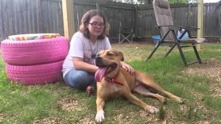 Bianca, Adopt-A-Bull At Shaw Pbr