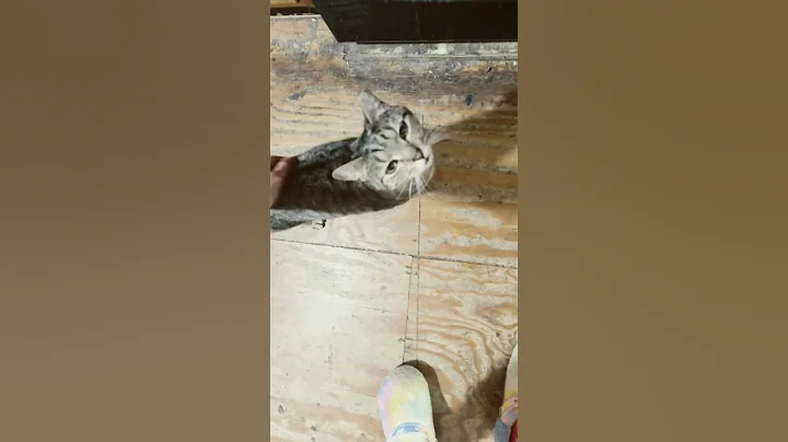 Good morning with my 5 cats lol so cute ! #cutecats