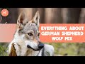 German Shepherd Wolf Mix Is This Legendary Breed A Good Choice 