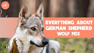 German Shepherd Wolf Mix: Is This Legendary Breed A Good Choice? Wealth
