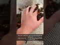 جميع ذكور الدبابير لاتملك شوكة عالم الدبابير دبور