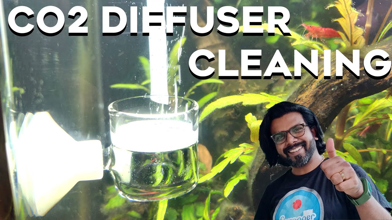 Co2 Diffuser Cleaning In Planted Aquarium Fish Tank Maintenance Youtube Co2 Diffuser Cleaning In Planted Aquarium Fish Tank Maintenance Youtube