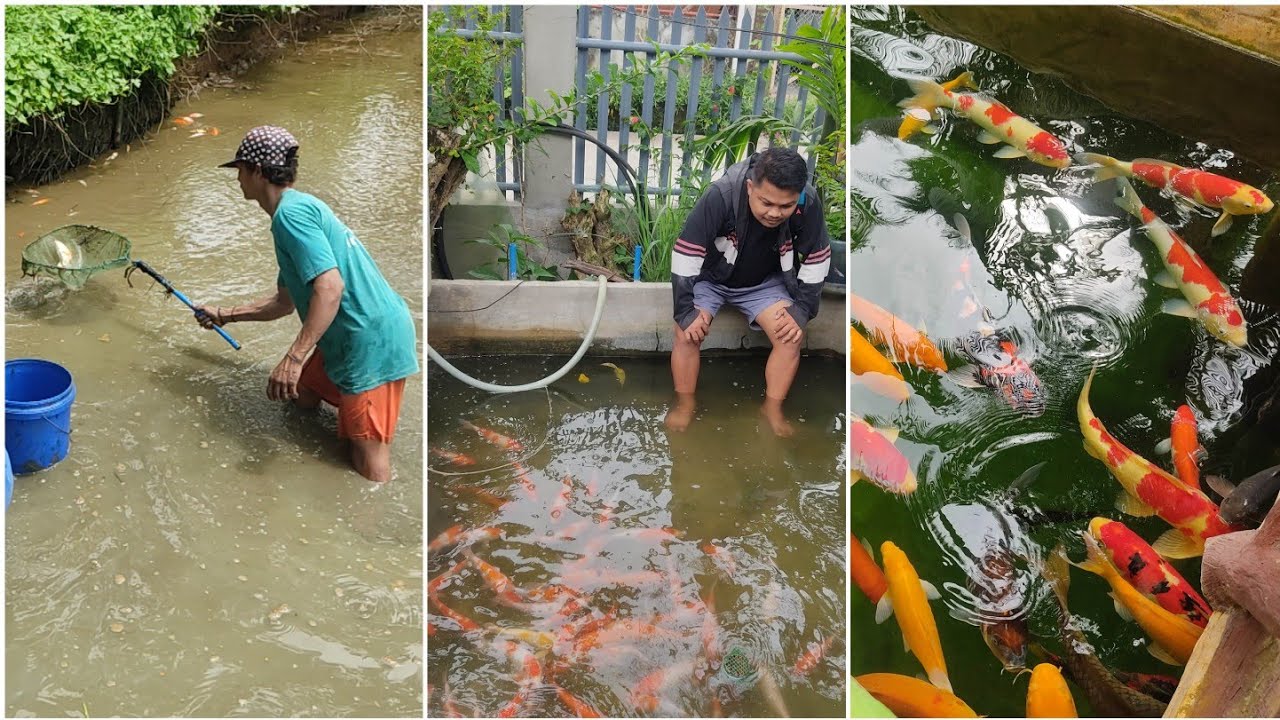 harvesting a High quality kois | Mud pond