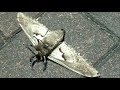 【巨大】日本最太の蛾が太すぎる！！！