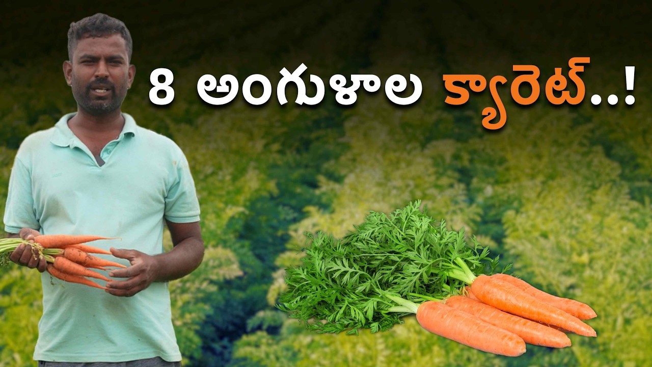 కోలార్ రైతు క్యారెట్ సంచలనం | 8 అంగుళాల పొడవైన క్యారెట్! | రసాయనాలు లేకుండా బంపర్ దిగుబడి