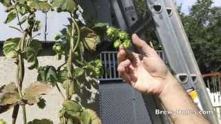 Homegrown Hop Harvest