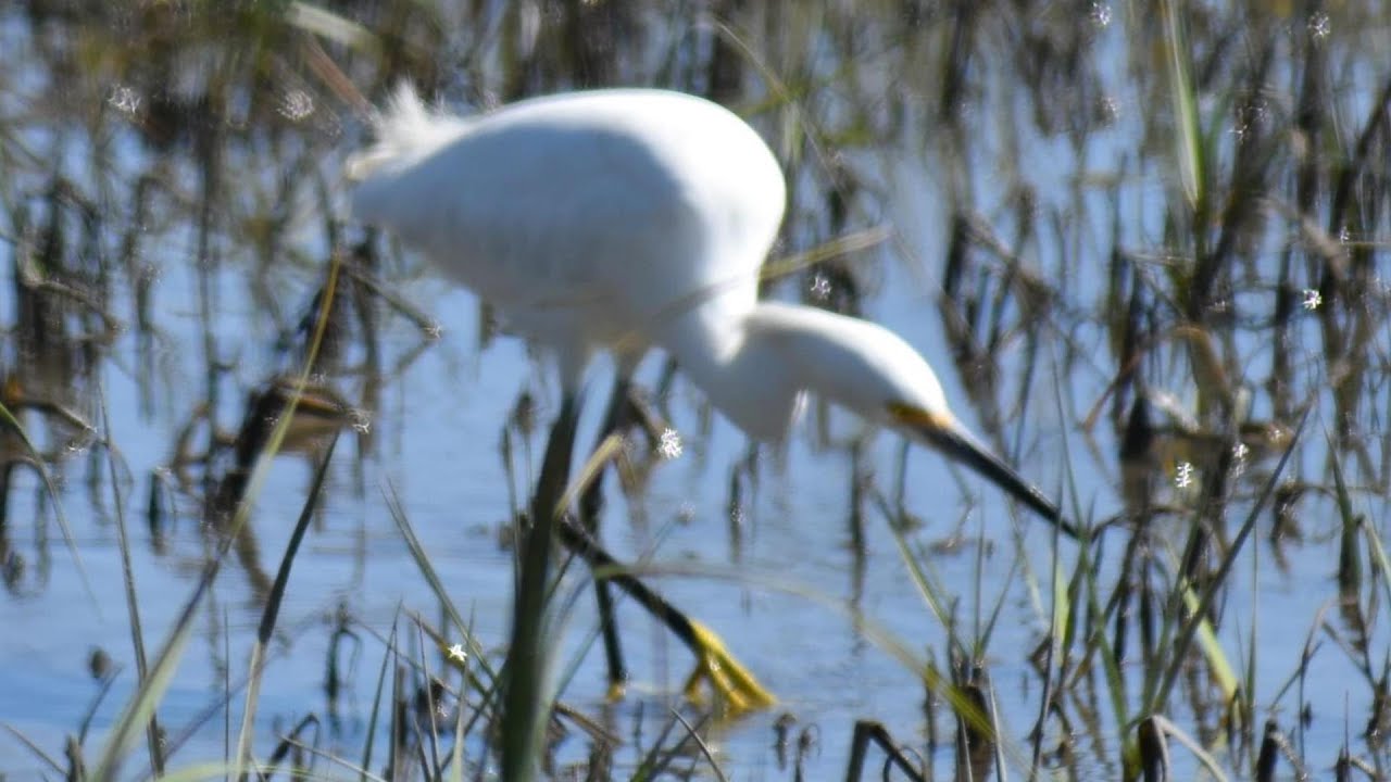Snowy Egrets Foraging Technique. Snowy Egrets have white plumage with black legs and yellow feet.