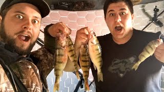 Ice fishing big Perch School livestream