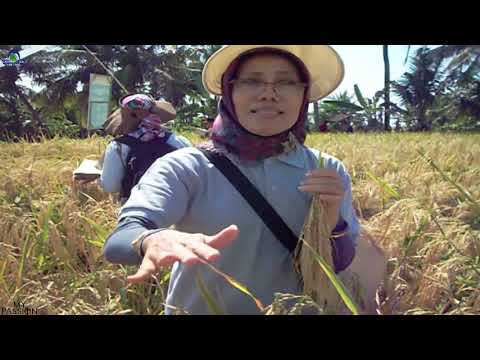 Wawancara EKSKLUSIF Ir.Ita Dwimahyani (peneliti - pemulia tanaman padi) BATAN